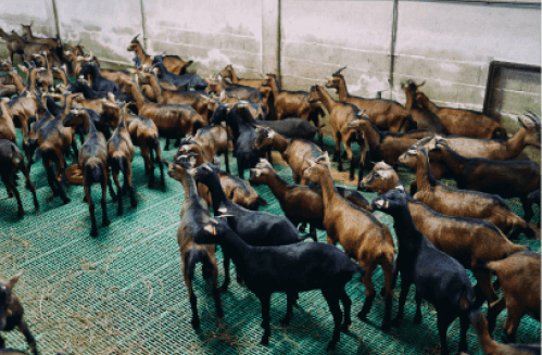 Bakra
