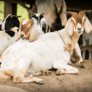 Red-colored Male Goat (Copy)