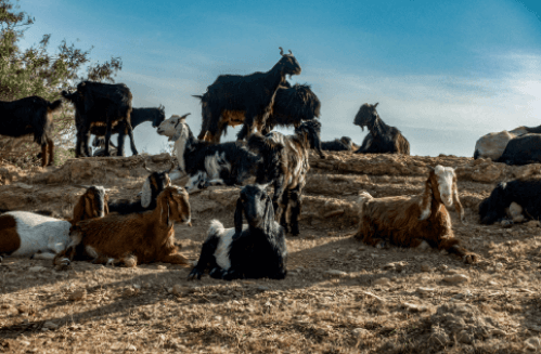 group goat